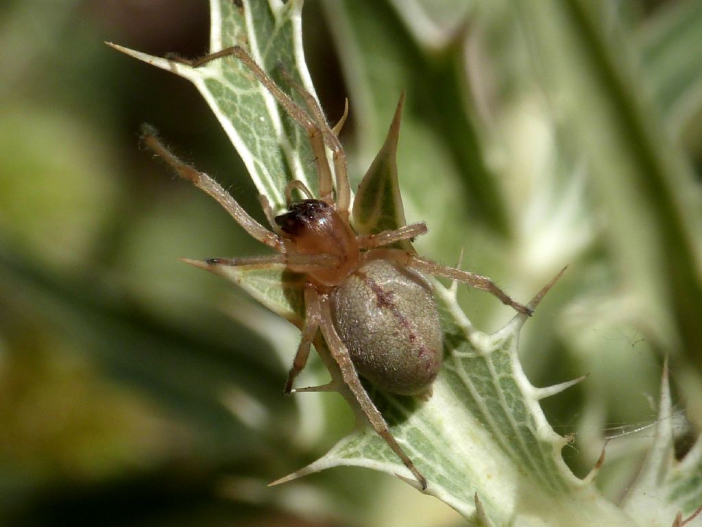 Pompilidae: Auplopus carbonarius e Ichneumonidae suo parassitoide